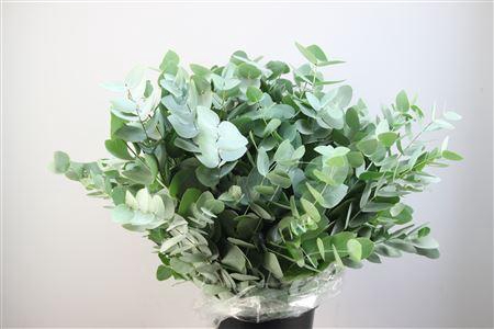 <h4>EUCA CINEREA 300GR CALABRIA</h4>