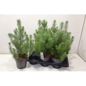 arr8 Pinus Silver Crest