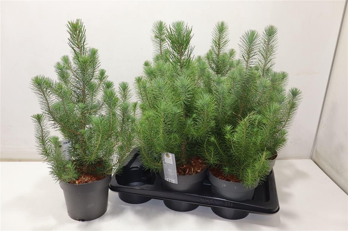 <h4>arr8 Pinus Silver Crest</h4>