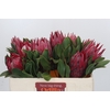 Protea Cynaroides Madiba