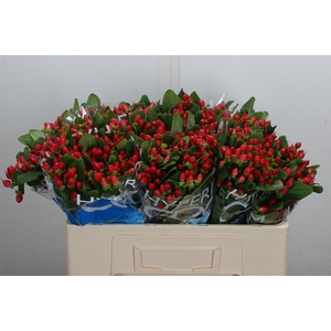 Hyp Coco Diablo Spray 50cm