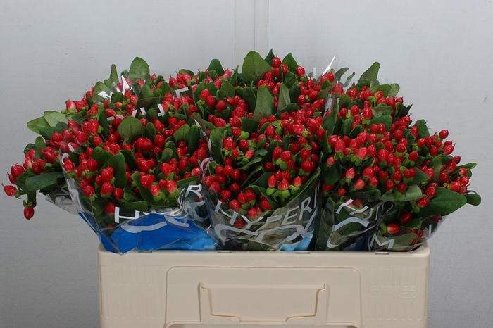 <h4>Hyp Coco Diablo Spray 50cm</h4>