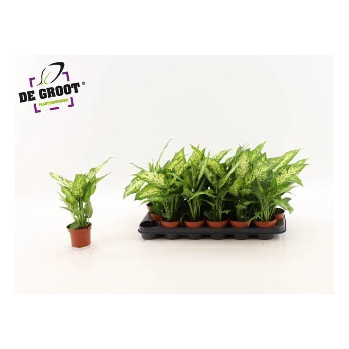 <h4>DIEFF COMPACTA</h4>