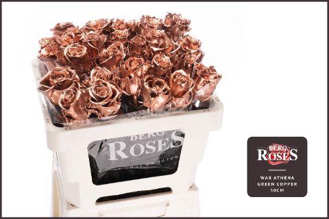 <h4>R GR GEWAXT WAX Athena Copper 50cm</h4>