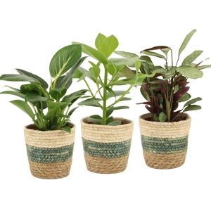 7501497: Solutionss Consideration