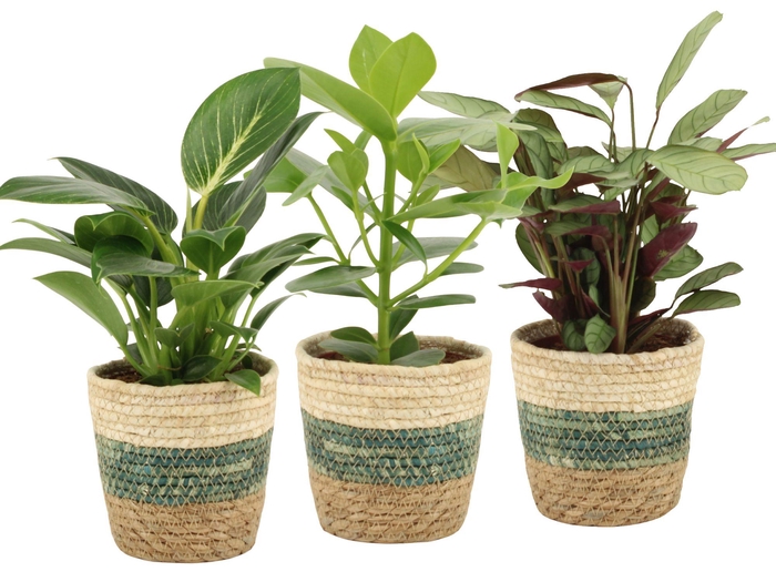 <h4>7501497: Solutionss Consideration</h4>