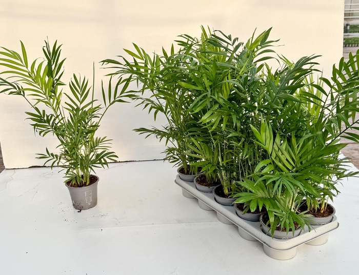 <h4>CHAMAED ELEGANS</h4>