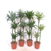 Dracaena fragrans overig gemengd 4 soorten 90-60-30