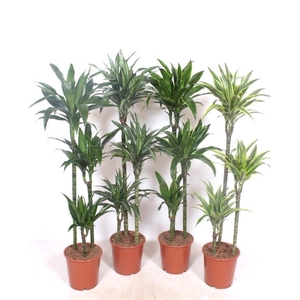 Dracaena fragrans Mixkar 90-60-30