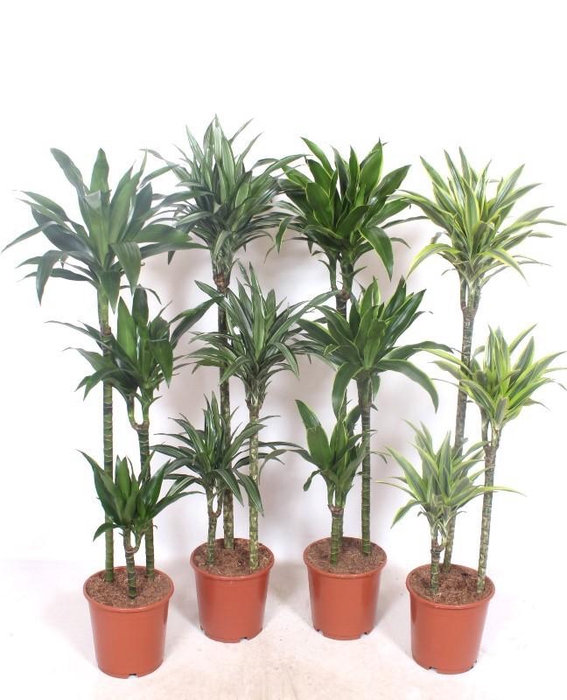 Dracaena fragrans overig gemengd 4 soorten 90-60-30