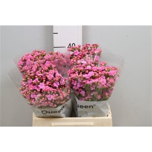 Kalanchoe  'Taffy Pink Meadow'