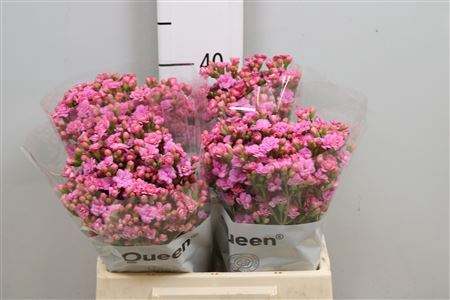 <h4>Kalanchoe  'Taffy Pink Meadow'</h4>