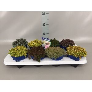 Sedum   ...