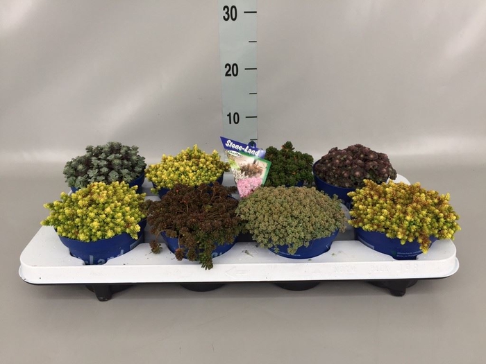 <h4>Sedum   ...</h4>