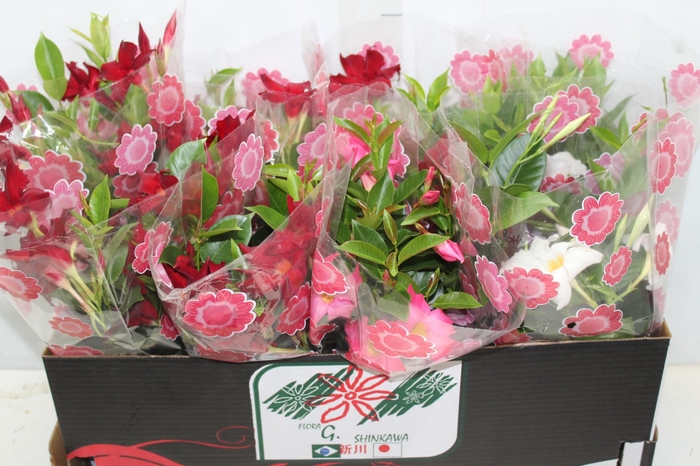 <h4>DIPLADENIA P15</h4>