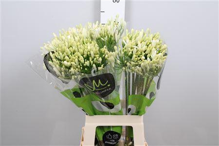 <h4>Agapanthus  'Gletsjer'</h4>