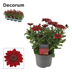 Osteospermum Sunny rood Dixie