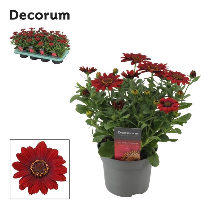 <h4>Osteospermum Sunny rood Dixie</h4>