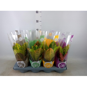 Codiaeum var. GR 'Petra'