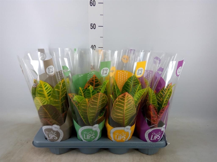 <h4>Codiaeum var. GR 'Petra'</h4>