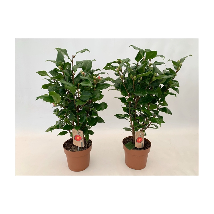 <h4>Camellia Dr King 20-25 knoppen</h4>