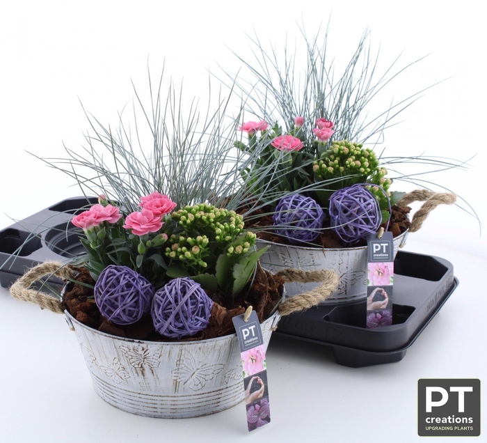 <h4>ARR TUINPLANTEN</h4>