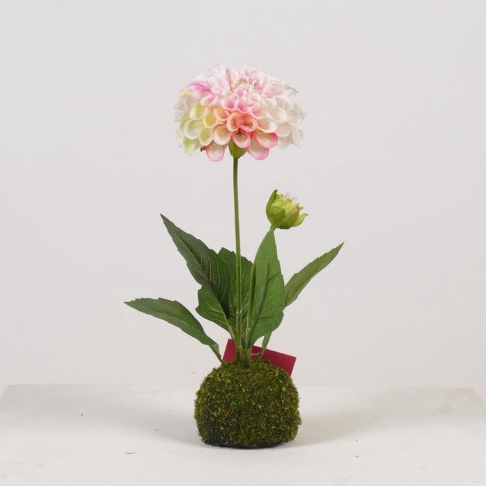<h4>AF Dahlia x2/Moss Ball H27cm W</h4>