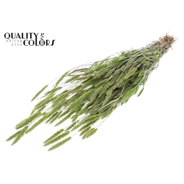 <h4>Polypogon per bunch Frosted Mint green</h4>