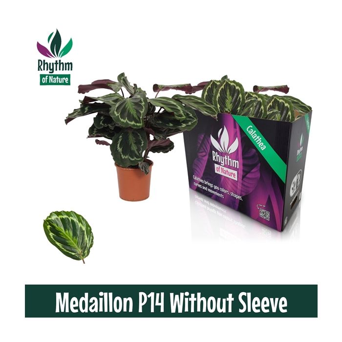 <h4>Calathea 14cm Medaillon Rhythm of Nature zonder hoes</h4>