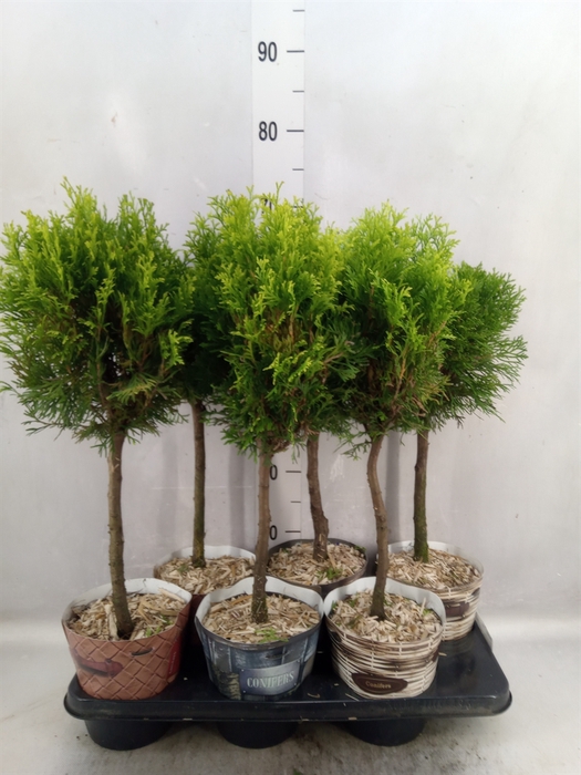 <h4>Conifers   ...mix</h4>