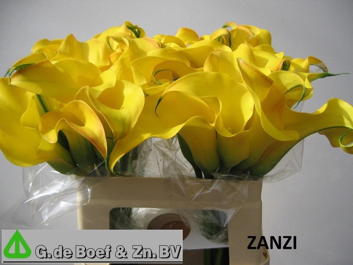 <h4>ZANT OV</h4>