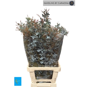 ACACIA BAILEYA BL BS