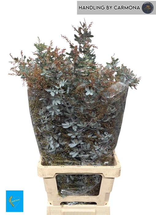 <h4>Acacia Baileya Bl Bs</h4>