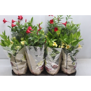 DIPLADENIA PICOLI P14 VARIADO