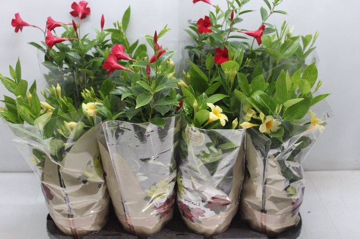 <h4>DIPLADENIA PICOLI P14 VARIADO</h4>