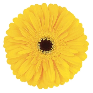 Gerbera Olympic Gold Doos