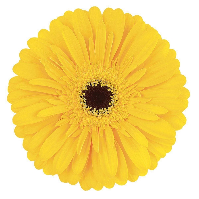 <h4>Gerbera Olympic Gold Doos</h4>