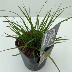 Pennisetum 'Viridescens'