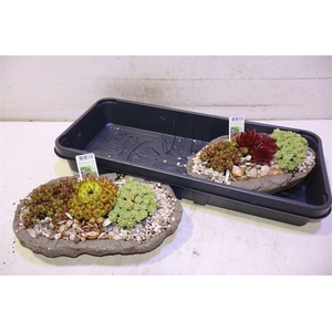 Arr Tuinplanten Oval