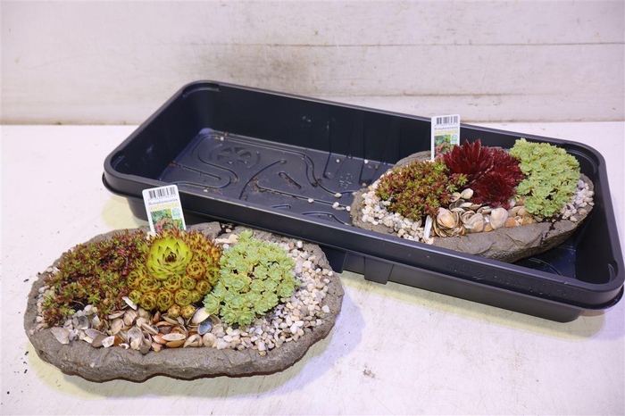 <h4>Arr Tuinplanten Oval</h4>