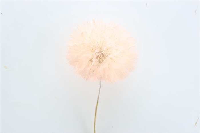 Pres Puste Flower Baby Satin Orange