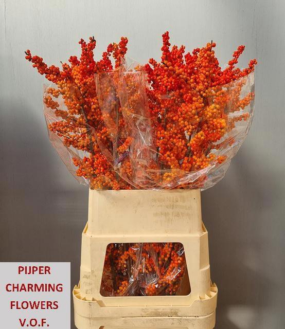 <h4>ILEX VE WINTER GOLD</h4>
