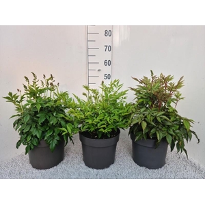 Astilbe Gemengd