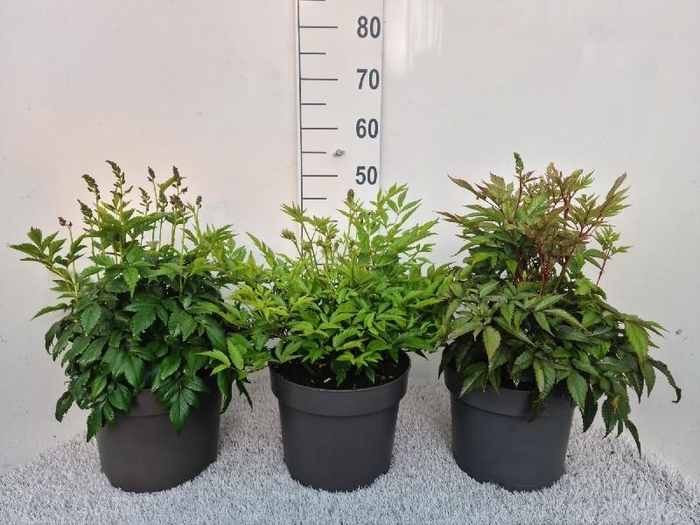 <h4>Astilbe Gemengd</h4>