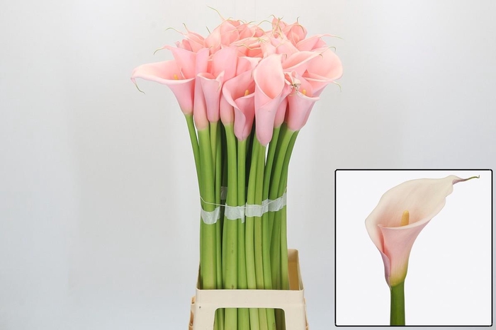 <h4>ZANT AE EYD PINK</h4>