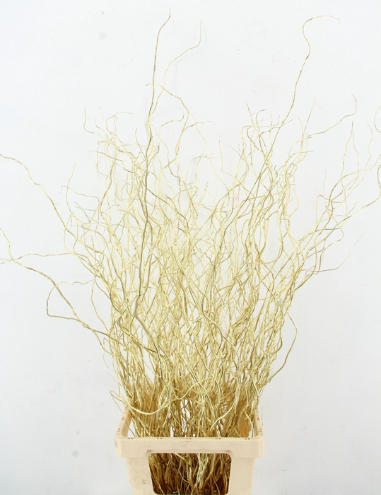 <h4>SALIX OV KLB H%</h4>