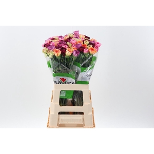 Di St Rainbow Stripe