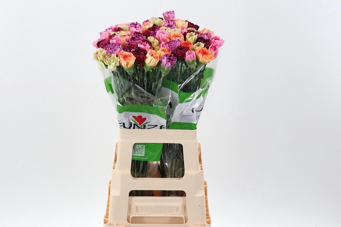 <h4>Di St Rainbow Mix Striped</h4>