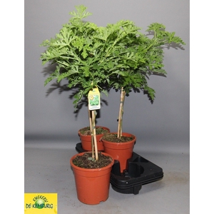 PEL GRAV LEMON TREE