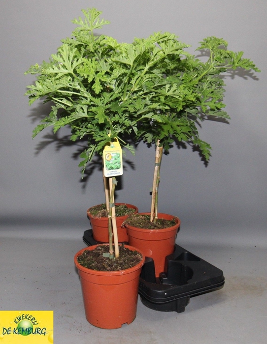 <h4>PEL GRAV LEMON TREE</h4>